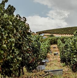 Um vinho para o fim de semana: Costa Boal e a sabedoria natural
