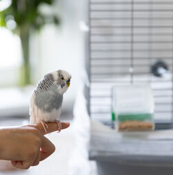 Tem pássaros em casa? Temos dicas para que consiga manter a gaiola bem cuidada