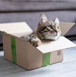 Afinal, porque é que a maioria dos gatos é obcecada por caixas? Existe uma explicação para este comportamento