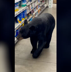 Cliente inesperado: Urso passeia em corredores de supermercado em Nova Jersey 