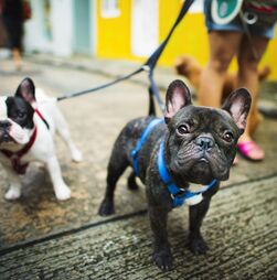 Narizes fofos, mas exigentes. Que cuidados deve ter com cães braquicefálicos? Não se preocupe, nós explicamos-lhe tudo