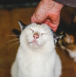 Quando o seu gato ronrona é porque lhe quer passar uma mensagem... e nós sabemos qual é!