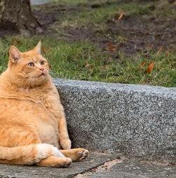 Peso a mais, saúde a menos. Estas são as 6 doenças mais associadas à obesidade em cães e gatos