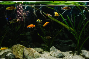 Tem peixes em casa? Conheça as 4 doenças mais comuns em aquário (e como identificá-las)