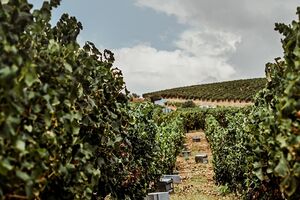 A vinha da Costa Boal no Douro