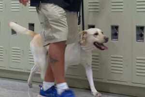 Escola norte-americana recorre a cão e inteligência artificial para proteger alunos de possíveis ataques 