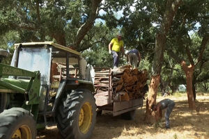Cortiça escapa à tarifa de 15% imposta pelos EUA a vários produtos. Exportadores portugueses comemoram notícia