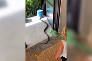 Pai australiano ensina filha a tirar cobra de casa 