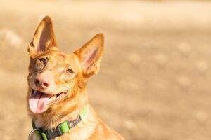 Cão Podengo, uma das raças portuguesas