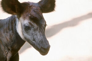 Nova cria de Okapi nasce em zoológico nos EUA. Espécie está em risco de extinção  