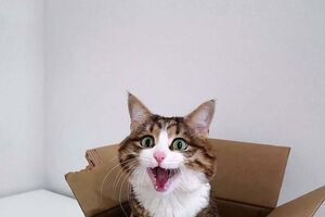 Rexxie, o Gato Emoji