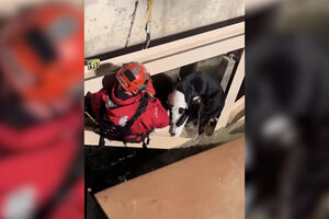 Cão salvo de corrente perigosa no Aqueduto da Califórnia