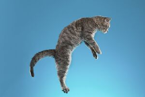 Afinal, porque é que os gatos caem sempre de pé? 