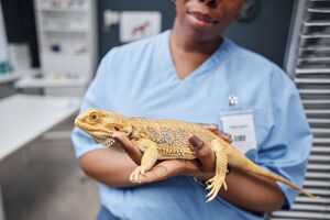 Tem répteis em casa? Conheça os parasitas mais comuns que podem deixar o seu animal doente