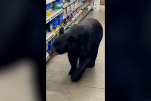 Cliente inesperado: Urso passeia em corredores de supermercado em Nova Jersey 