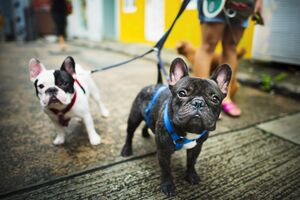 Narizes fofos, mas exigentes. Que cuidados deve ter com cães braquicefálicos?