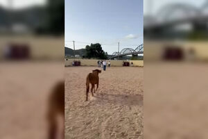Paulo Núncio colhido por touro em evento realizado pelo CDS