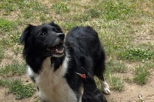 Amizades Improváveis! Conheça a história do cão e do corvo que se tornaram melhores amigos
