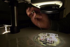 Células da pele transformadas em óvulos para fertilização in vitro