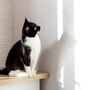 Afinal, porque é que os gatos ficam tão fascinados por sombras e lasers?