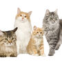 Estas são as 6 raças de gatos mais comuns em Portugal. Conhece todas? Descubra as características de cada uma