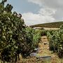 Um vinho para o fim de semana: Costa Boal e a sabedoria natural