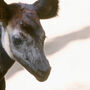 Nova cria de okapi nasce em zoológico nos EUA. Espécie está em risco de extinção
