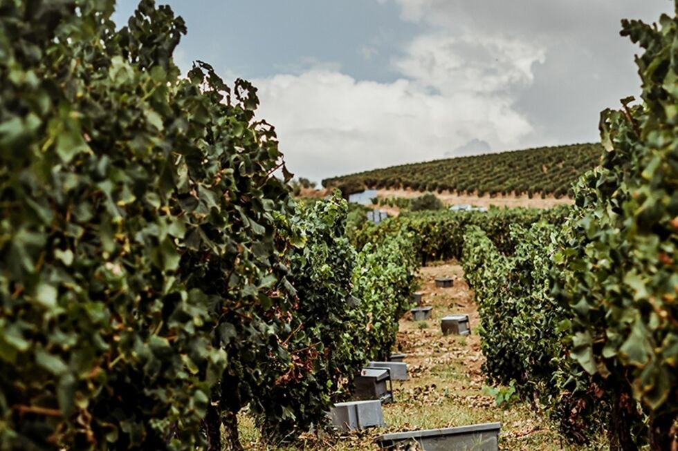 A vinha da Costa Boal no Douro