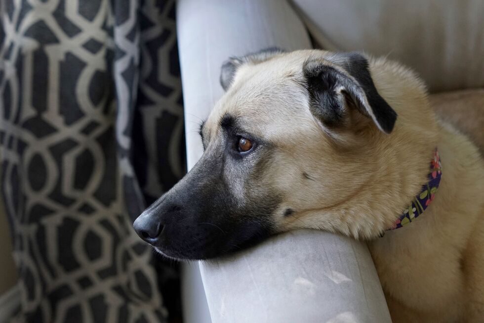 Cão deitado numa poltrona, com a cabeça apoiada no braço
