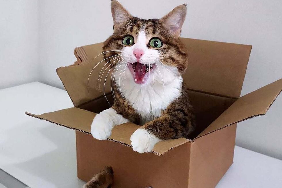 Rexxie, o Gato Emoji