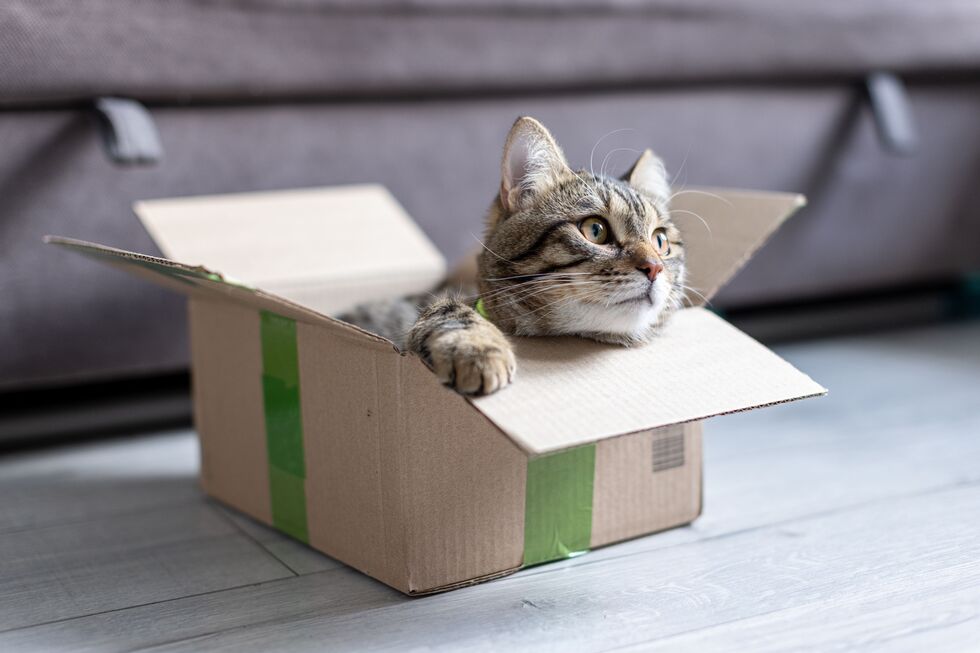 Afinal, porque é que a maioria dos gatos é obcecada por... caixas?