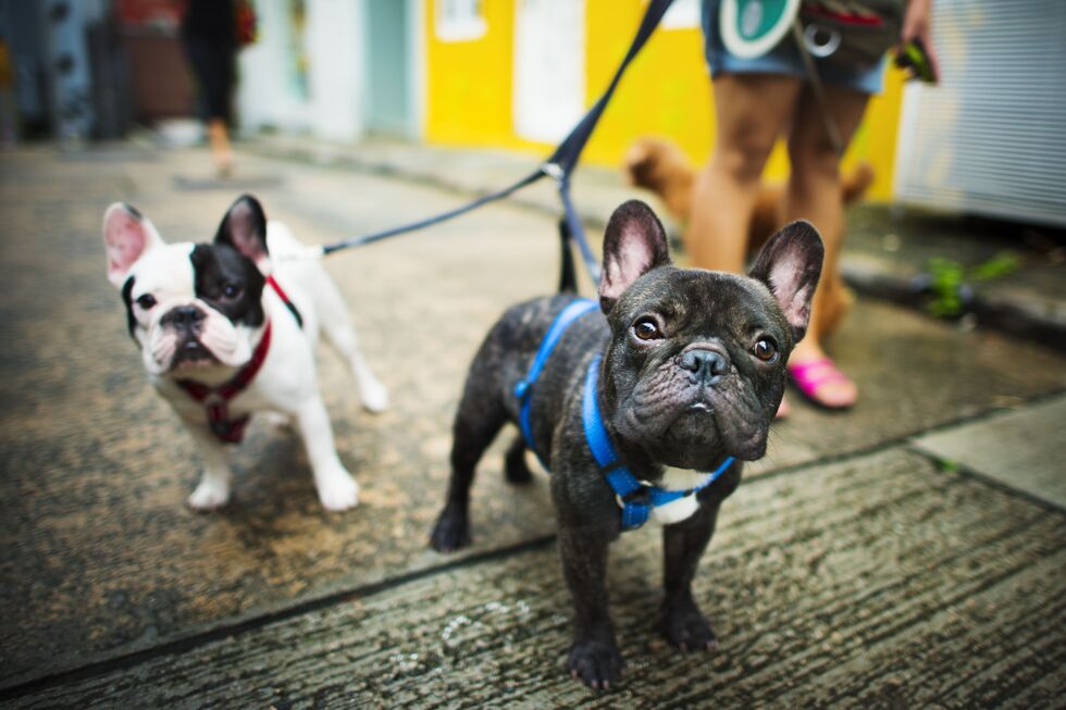 Narizes fofos, mas exigentes. Que cuidados deve ter com cães braquicefálicos?