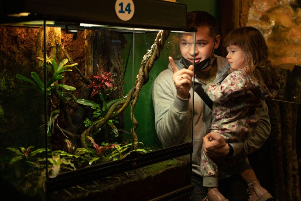 Cada réptil no seu habitat. Siga estas dicas para criar o terrário certo