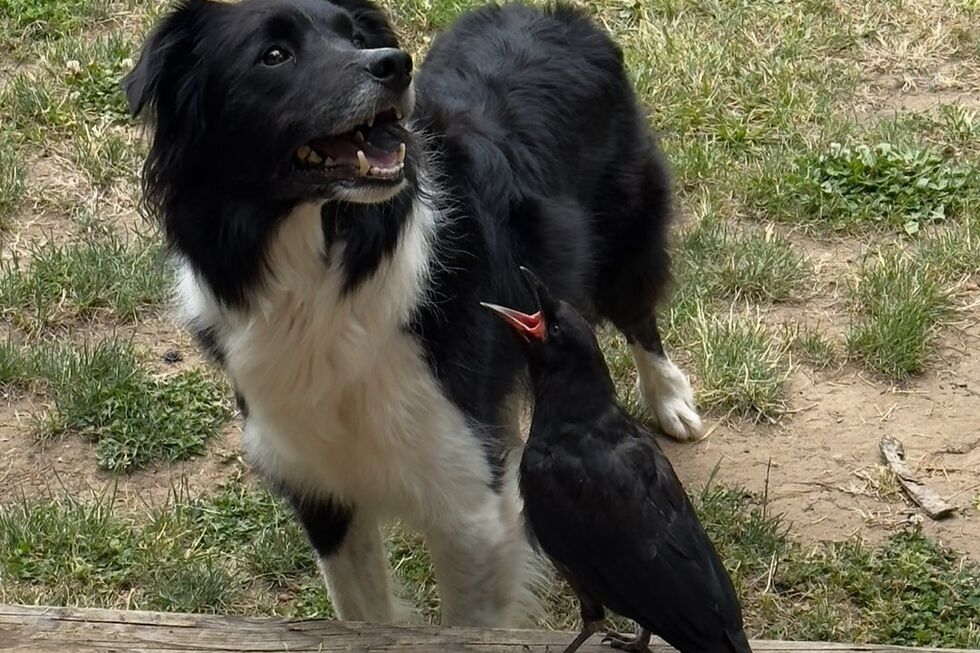 Amizades Improváveis! Conheça a história do cão e do corvo que se tornaram melhores amigos