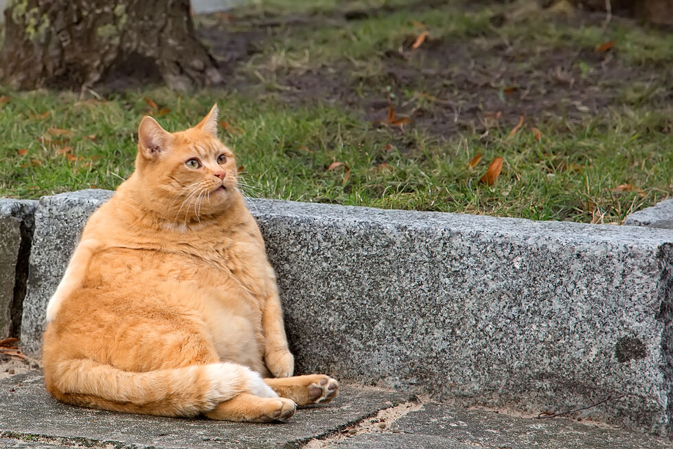Peso a mais, saúde a menos. Estas são as 6 doenças mais associadas à obesidade em cães e gatos