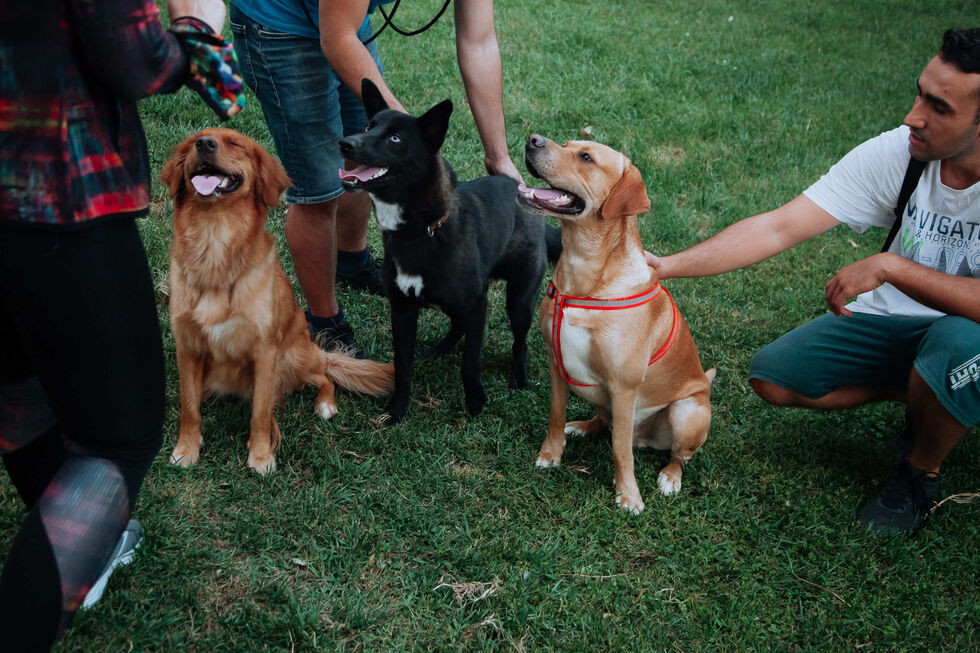 Vive em Braga? Aproveite para visitar a Expo Animal, já em outubro! 