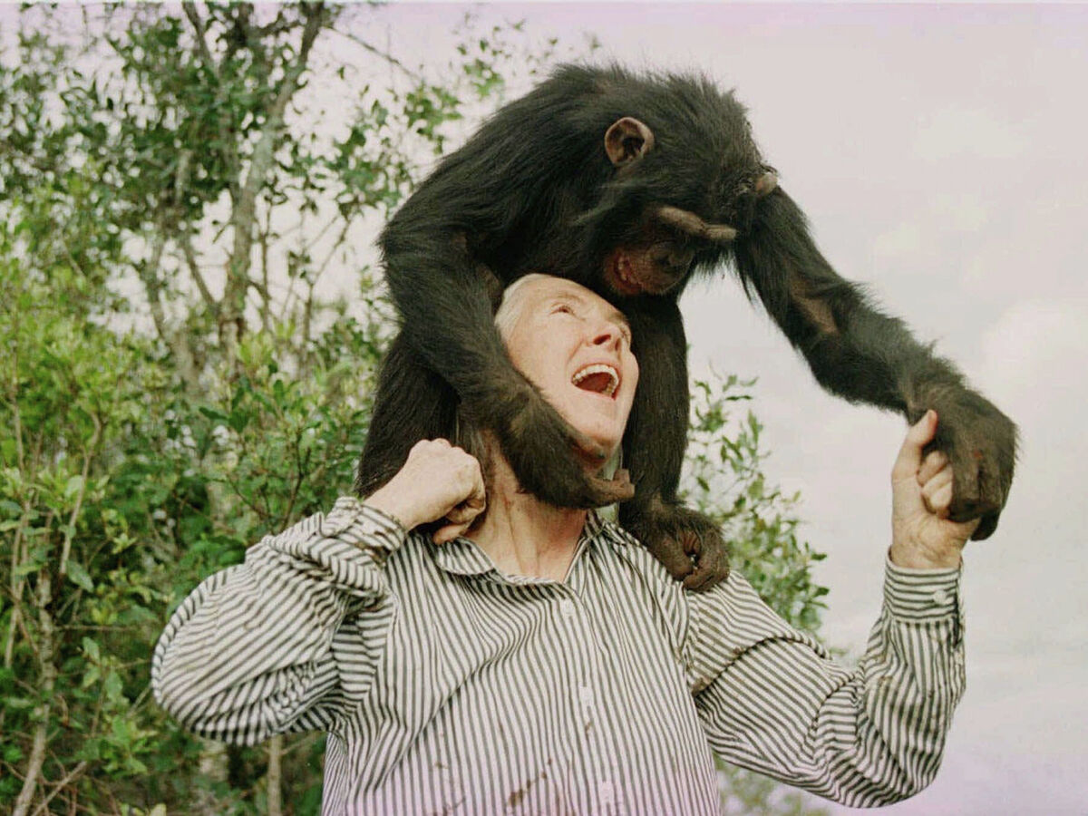 Jane Goodall (1934-2025), a mulher que viveu com chimpanzés