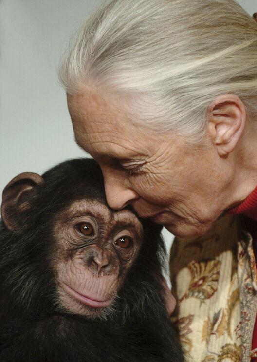 Jane Goodall com Pola, uma chimpanzé de 14 meses que 
