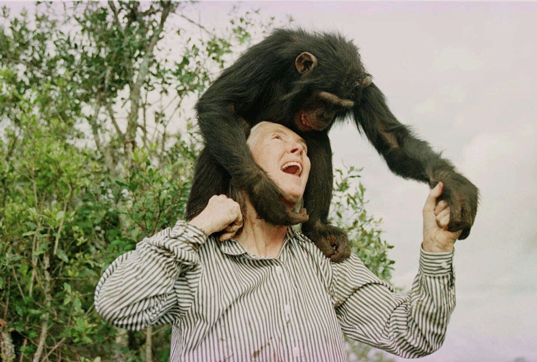 A ativista com Bahati, uma chimpanzé de três anos, no santuário de Sweewaters, perto de Nanyuki, Naioribi, em 1997.