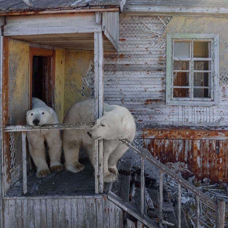 Na Rússia, ursos polares invadem estação abandonada captados pelo fotógrafo Vadim Makhorov