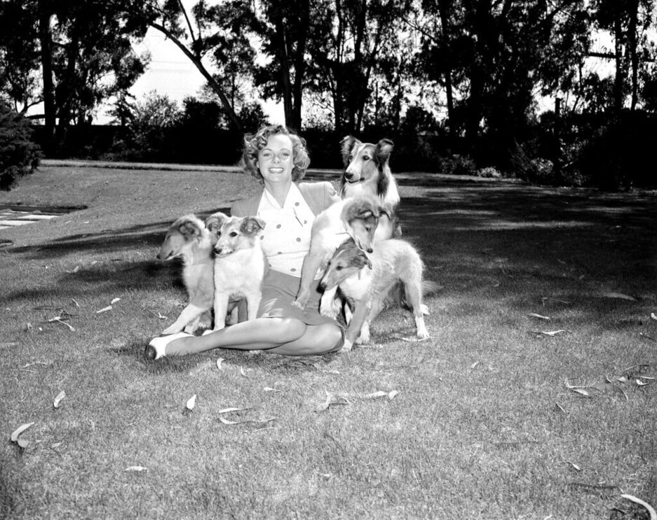 June Lockhart surge sorridente com vários cães