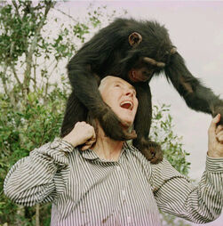 Morreu Jane Goodall
