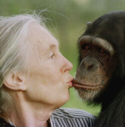 Curiosidades sobre Jane Goodall, a primatologista que influenciou milhares de cientistas