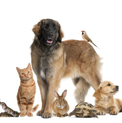 Hoje é o Dia Mundial do Animal. Fique com 5 ideias para comemorar este dia com os seus pets