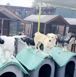 Campanhas de adoção de cães 'invadem' a Turquia no Dia Mundial dos Animais