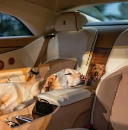Há um cão que inspirou o novo carro da Rolls-Royce. Conheça o Bailey, este patudo tão especial