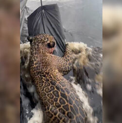 Jaguar resgatado depois de horas a nadar em rio no Brasil 