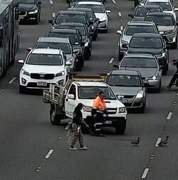 Família de patos para trânsito em autoestrada australiana  