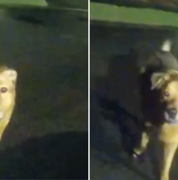 Eeyore, o herói de quatro patas que guiou a polícia até “à avó”