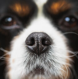 O nariz do cão está quase sempre húmido. Sabe a razão? Conheça aqui a resposta